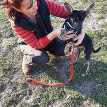 Bambi,kleine Mischlingshündin,geb 08/2021