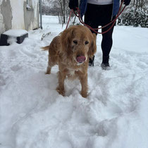 Sernik, Golden Retriever, geb ca 2016