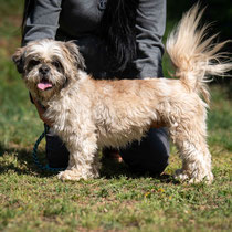 Flint, Shi Tzu, geb ca 12/2023