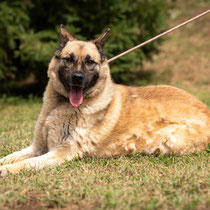Gertie, Schäferhundmischling, geb ca 05/2019