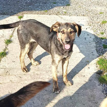 Arizona, Mischlingshündin, geb ca 05/2024