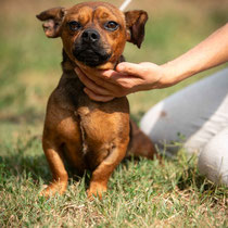 Angus,französische Bulldogge Mischling, geb ca 01/2025