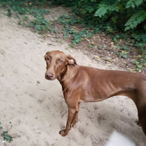 Fifi, Weimaraner-Podenco-Mix, geb 06/2024