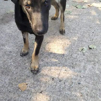 Zora,Mischlingshündin,geb ca 02/2022 