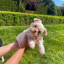  Apollo, Biewer Yorkshire Terrier, geb. 12.04.2025
