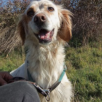 Kasimir,Englischer Setter, geb 01.07.2022