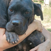 Luna,Cane Corso, geb 05.08.2023