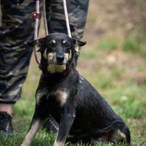 Carlene,Mischlingshündin,geb ca 05/2019
