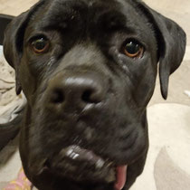 Banna,Cane Corso, geb ca 2023