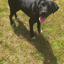 Perle, Labradormischlingshündin,geb ca 2023