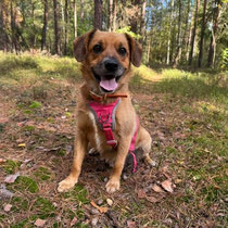 Tami,Mischlingsrüde, geb ca 2021