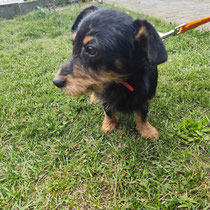 Lucky, kleiner Mischlingsrüde, geb ca 10/2024