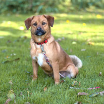 Grinchie,Mischlingshündin,geb ca 06/2023