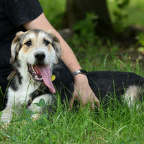Niko,Mischlingsrüde, geb ca 06/2024