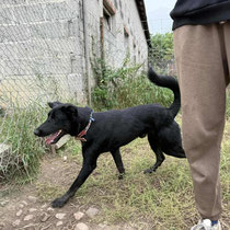 Tarik, Mischlingsrüde, geb ca 02/2024