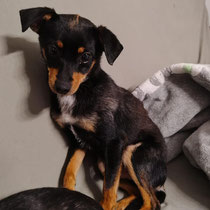 Chico,kleiner Mischlingsrüde, geb ca 08/2024