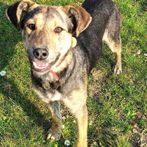 Wajana, Mischlingshündin, geb ca 04/2024