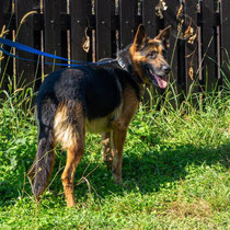 Neptun,Schäferhund-Mix (?) geb ca 2019