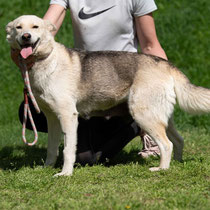 Calypso, Siberian Husky Hündin, geb ca 04/2021