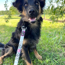 Teddy,Mischlingsrüde, geb ca 05/2024