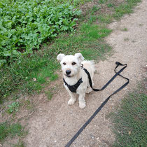 Paula,Mischlingshündin,geb ca 2020