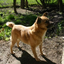 Grumphy,kleiner Mischlingsrüde, geb 2012/2013