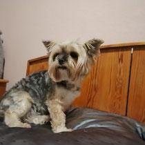 Sali,Yorkshire Terrier, geb ca 2021