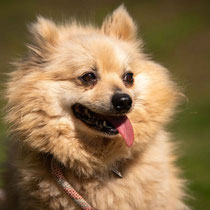 Jagoda, Zwergspitzhündin,geb ca 2020