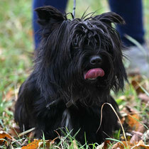 Preston,kleiner Mischlingsrüde, geb ca 2020