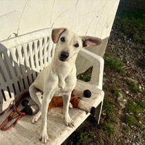 Nokka,Mischlingsrüde, geb ca 04/2025