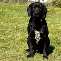 Marko,Labradormischling, geb ca 2024