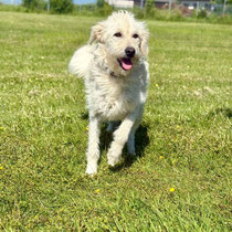 Talulah,Schnauzermischling, geb ca 07/2024