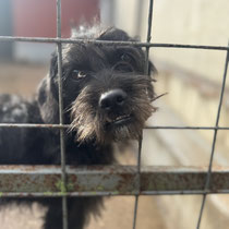 Hablaty, Mischlingsrüde, geb ca .06/2024