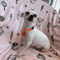 Lulu,Chihuahua, geb ca 2018/2019