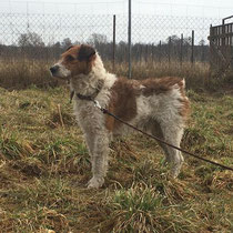 Terry,Terriermischling, geb ca 2018/2019