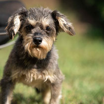 Jarek,kleiner Schnauzermischling, geb ca 08/2020