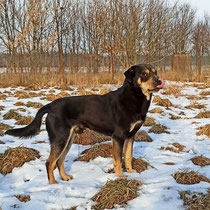 Yin,Mischling, evtl. Shar Pei Mischling, ca 2 Jahre alt
