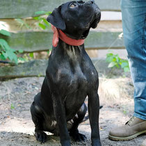 Maya,Cane Corso, geb 05.08.2023