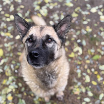 Gertie, Schäferhundmischling, geb ca 05/2019