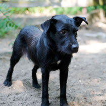 Peanut, Mischlingshündin,geb ca 08/2024