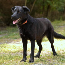 Kora,Labradormischlingshündin, geb ca 02/2023
