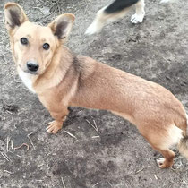 Sally,Mischlingshündin,geb 01/2020 
