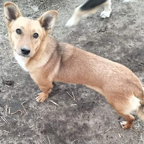 Sally,Mischlingshündin,geb 01/2020 