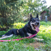 Wodnik,Schäferhund-Husky-Mischling, geb ca 2021