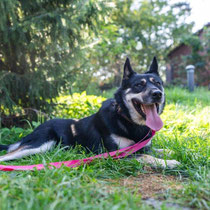 Wodnik,Schäferhund-Husky-Mischling, geb ca 2021