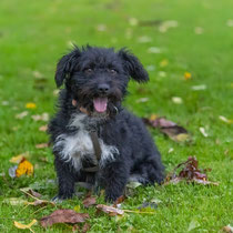 Lenovo, Mischlingsrüde, geb ca 08/2023