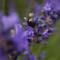 Lavendel mit gestreiftem Käfer Edne Juni 2015