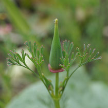 Knospe kalifornischer Mohn