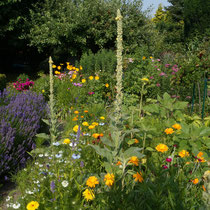 Selbstaussäherbeet mit Königskerzen, Ringelblumen