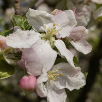 Apfelbaumblüte 25.4.2015